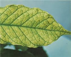 Interveinal chlorosis caused by magnesium deficiency — leaf tissue yellows between the veins while veins remain green