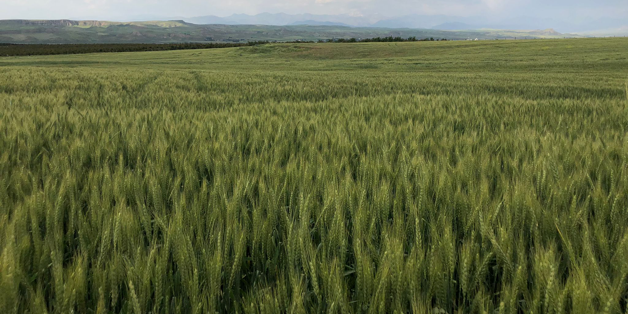 Image of a wheat field