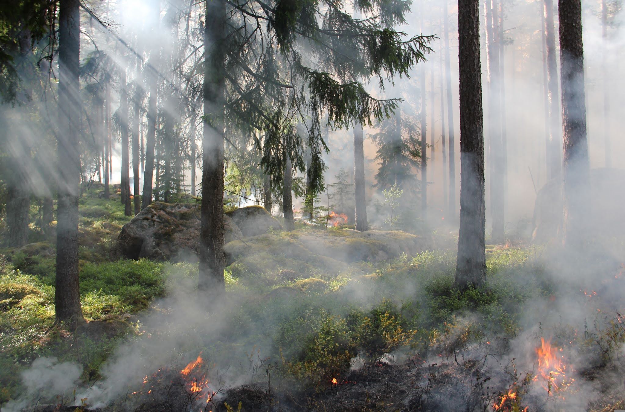 PyGrow triggers an ancient wildfire survival response in plants